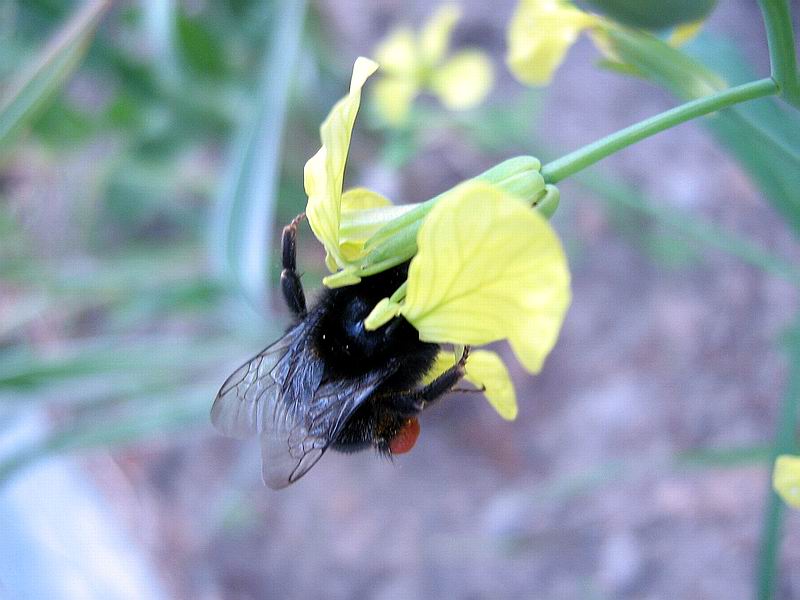 Флора и фауна