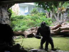 Стекло выдерживает удар 200 кг гориллы