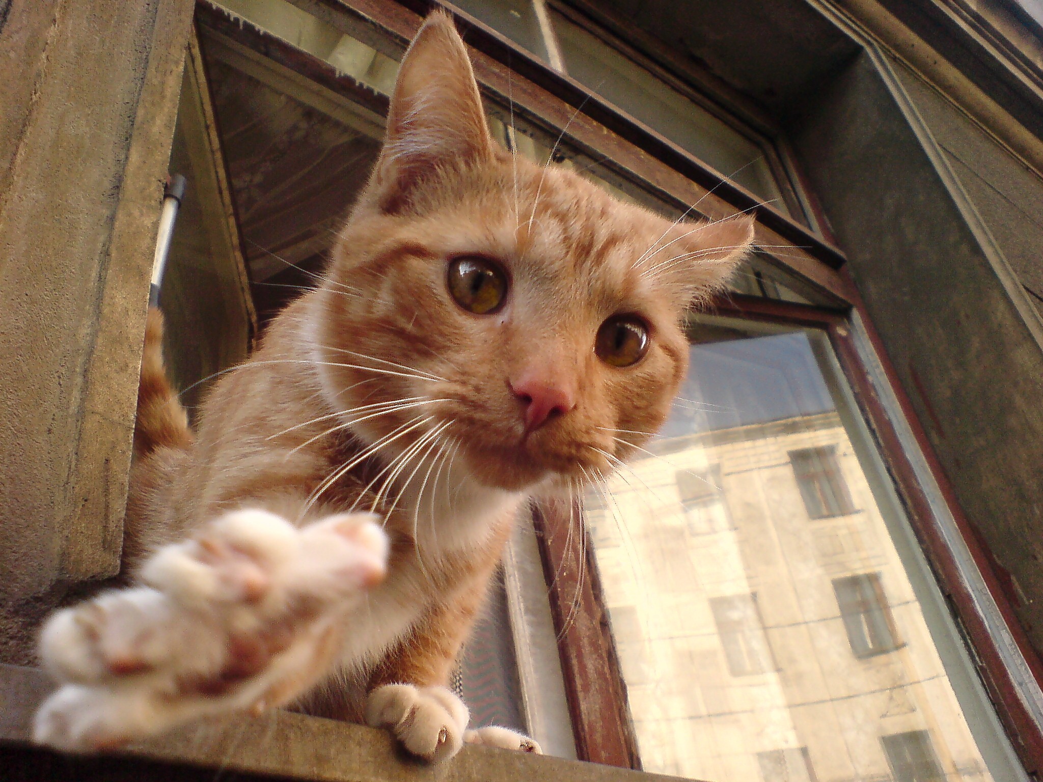 Том говорит всем привет. Кот приветствует. Привет котик. Кот держит в лапках. Privet Katty.